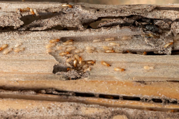 Best Pest Inspection Near Me  in The Village Of Indian Hill, OH